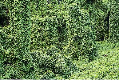 N卡新驱动发布 现已支持《艾尔登法环：黄金树幽影》